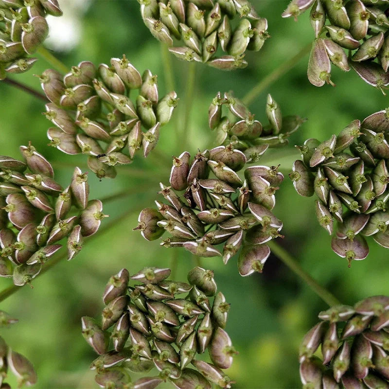 bug killer for plants Beetle & Boxelder Bug Killer