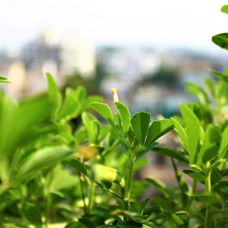 coffea arabica plant Coffea 'Coffee Plant' Seeds Coffea Arabica 'Coffee Plant'