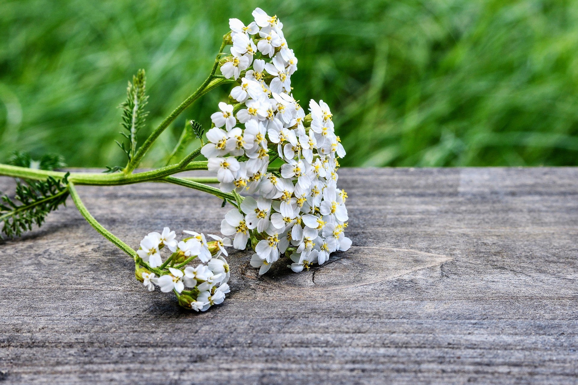 achillée millefeuille_ 2