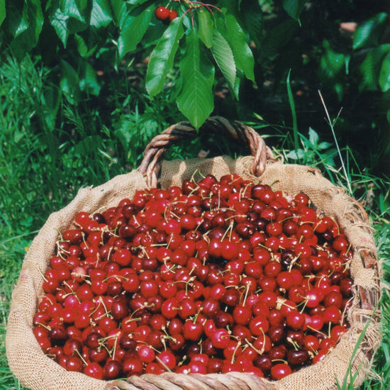 Moelleux aux cerises de Céret