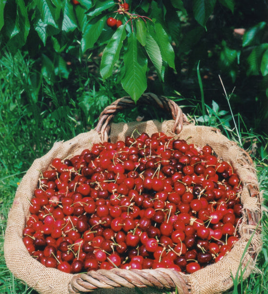 Moelleux aux cerises de Céret