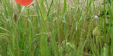 Coquelicot