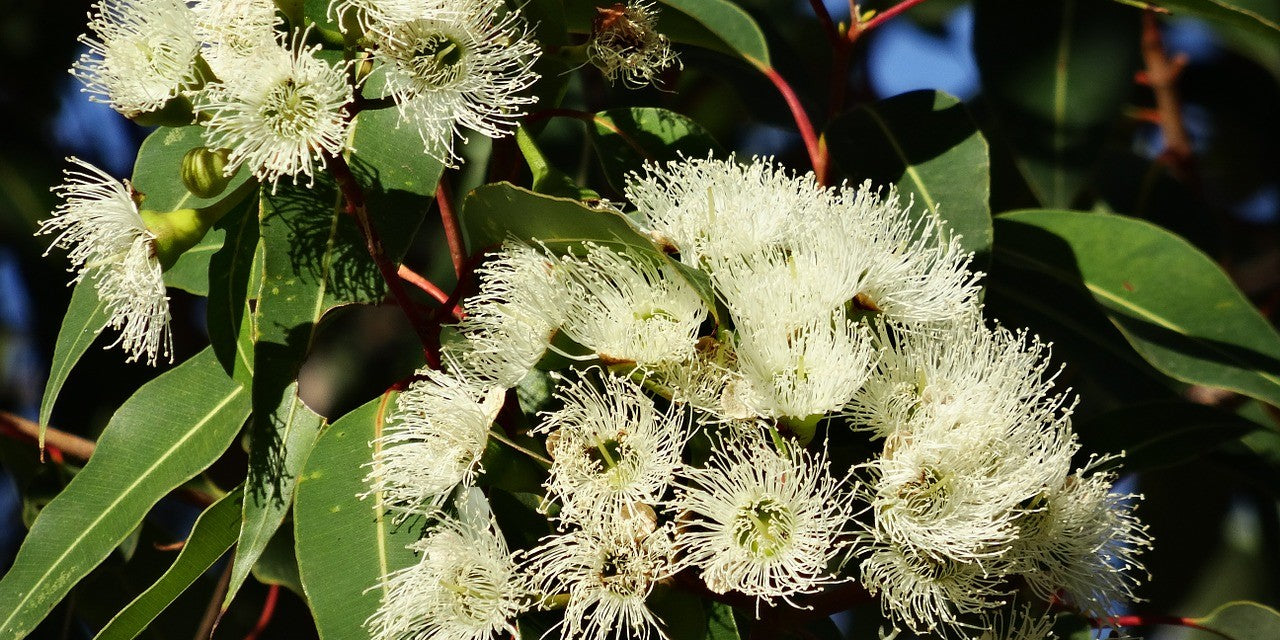 Eucalyptus