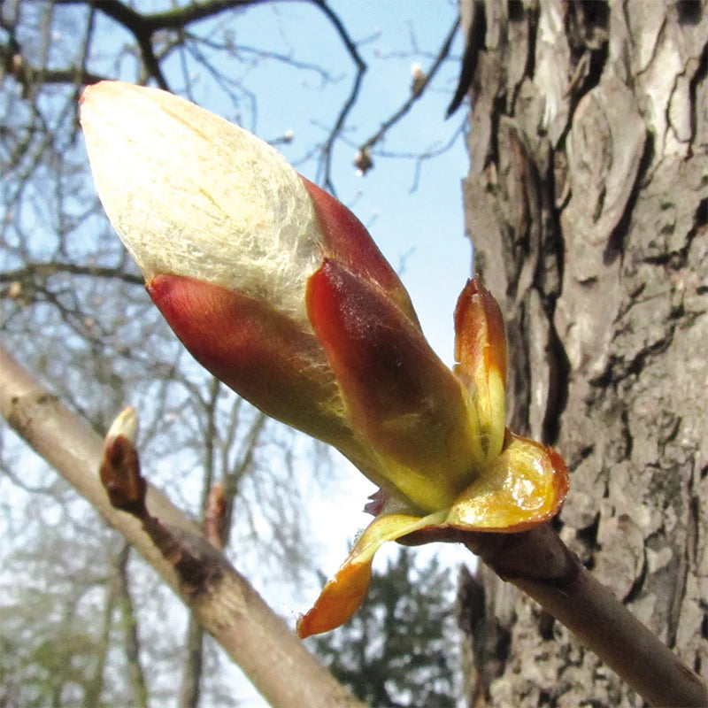 Bourgeon de Marronnier
