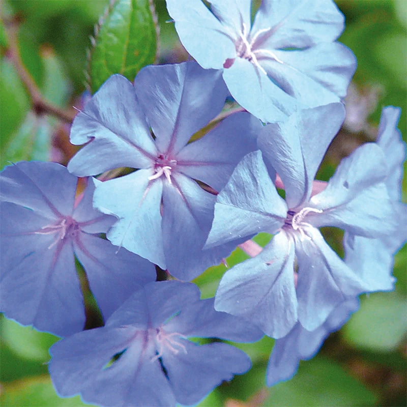Plumbago