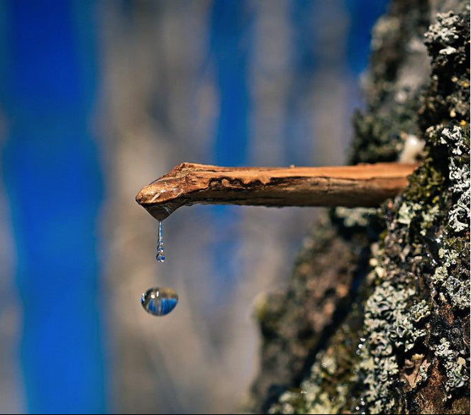 La sève de Bouleau, votre alliée détox et vitalité