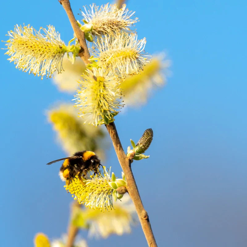 Complexe plantes pollens, poussières et acariens
