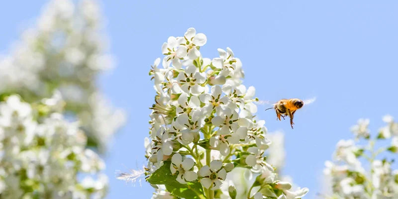 Pour un Printemps sans éternuement : Pollens, Graminés, Particules fines