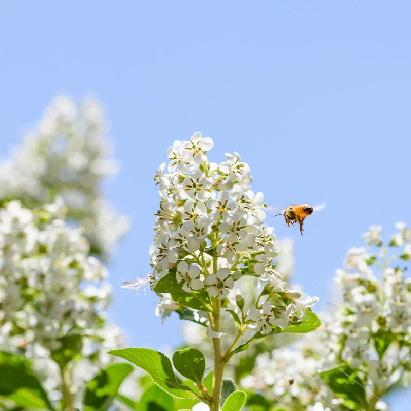 Pour un Printemps sans éternuement : Pollens, Graminés, Particules fines