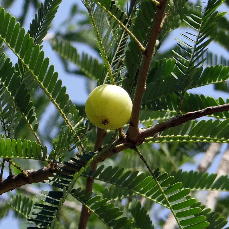 Amla