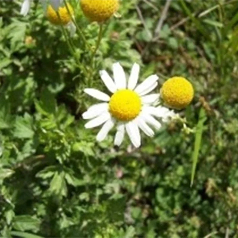 Camomille matricaire