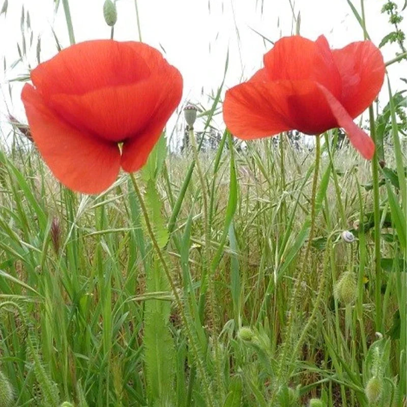 Coquelicot