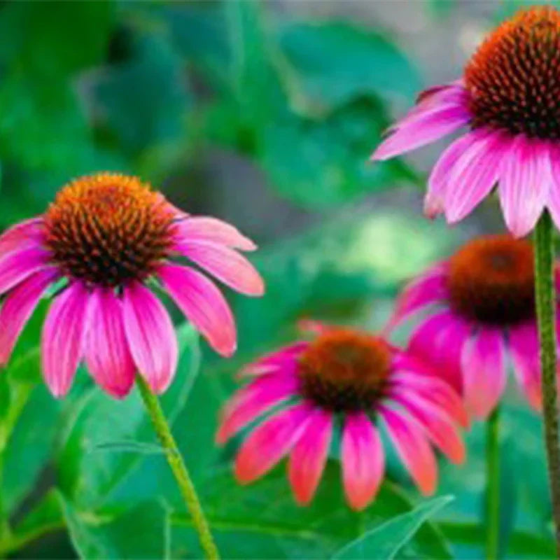Echinacée