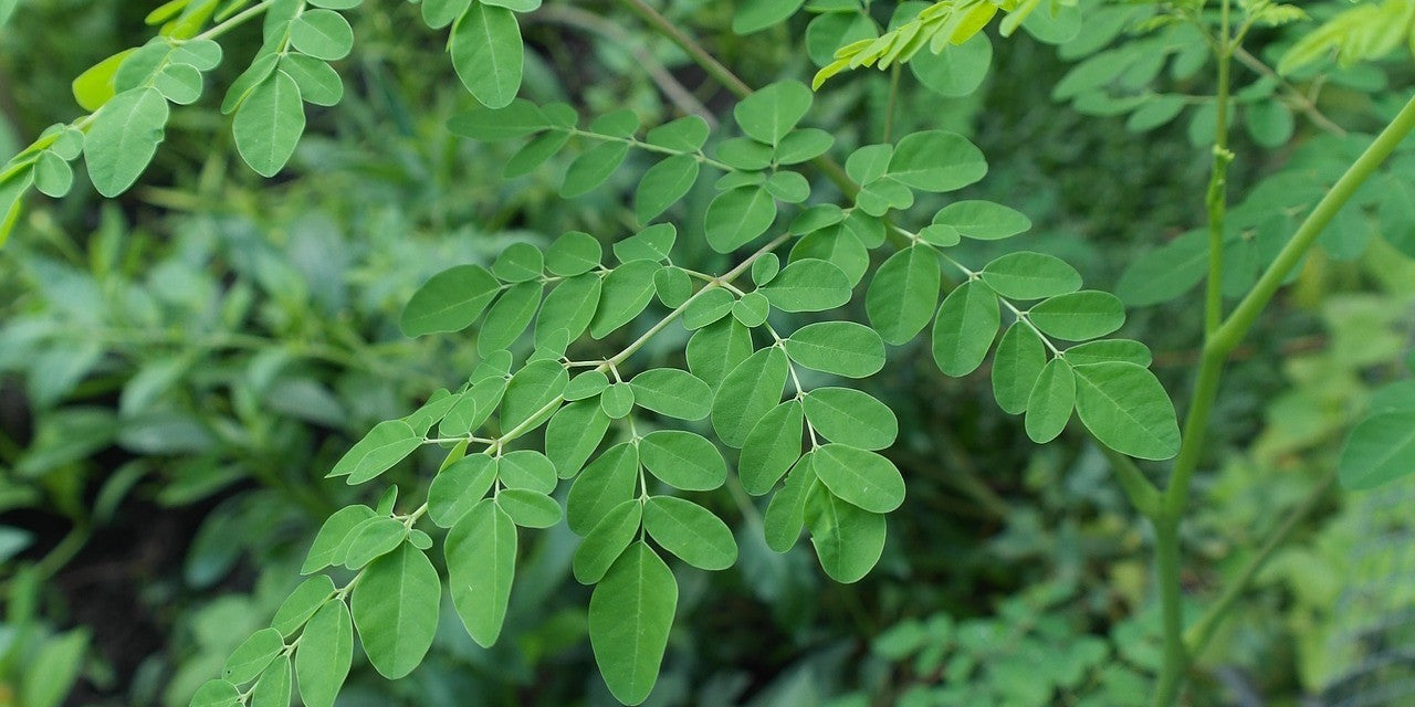 Moringa