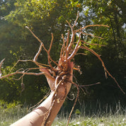 Guimauve racines BIO - Hochet Bébé