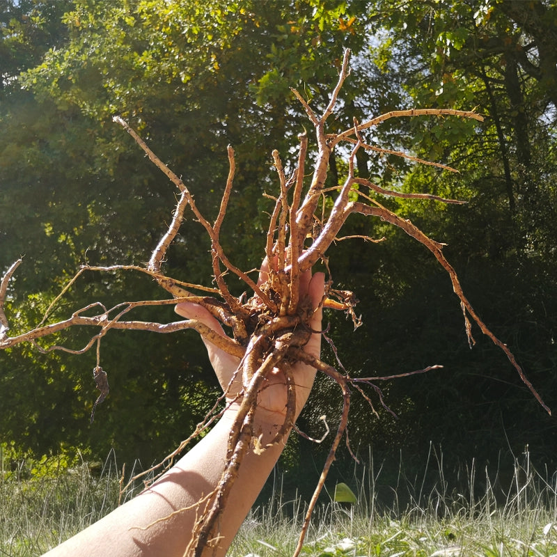 Guimauve racines BIO - Hochet Bébé