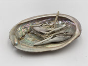 ABALONE 10CM coquillage ormeaux