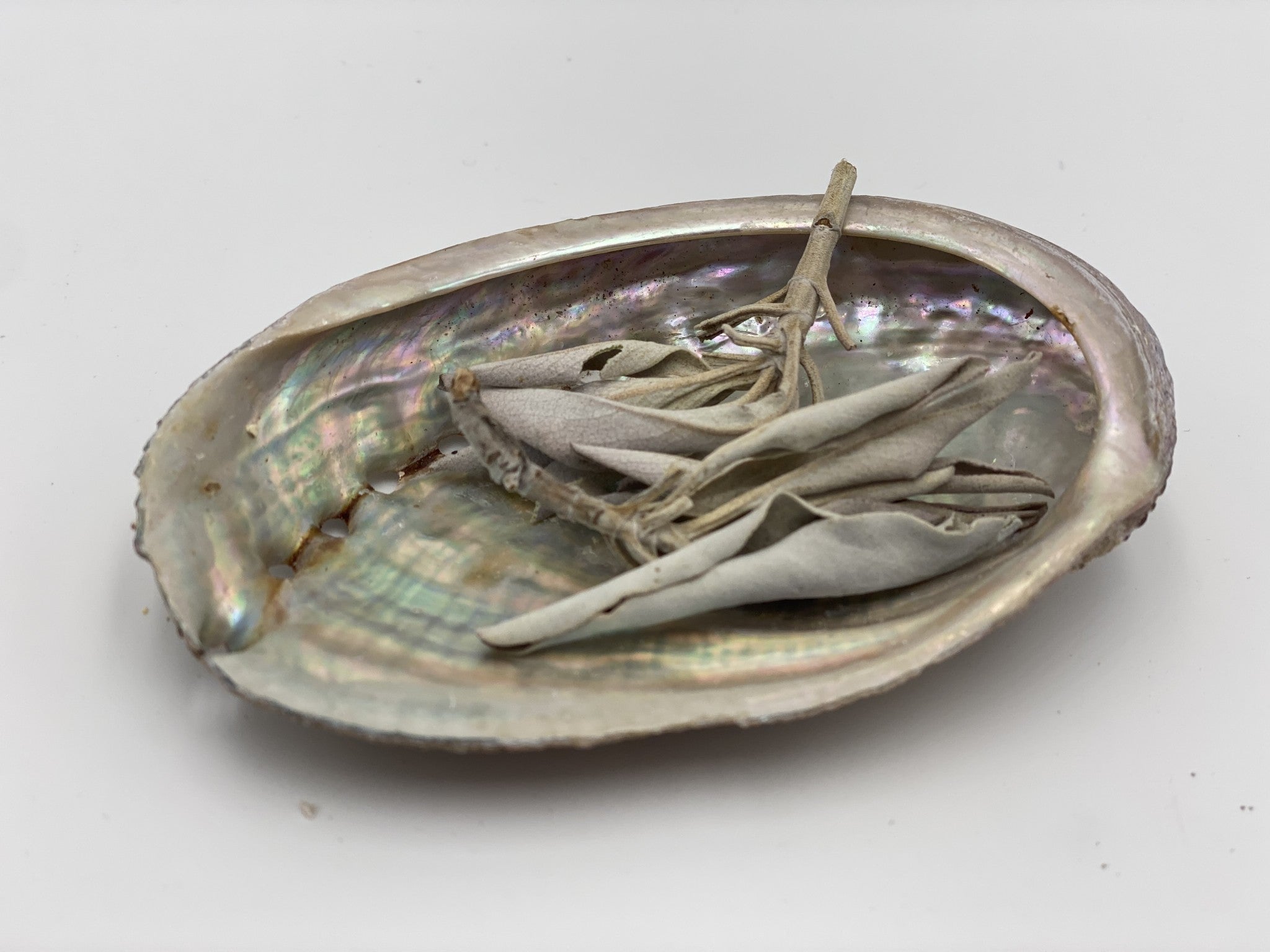 ABALONE 10CM coquillage ormeaux