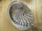 abalone coquillage ormeaux  13-15cm Australie 