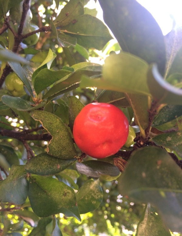 acerola-fruit.jpg