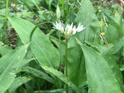 Ail des ours frais cueillette sauvage sous bois bugarach 05-18