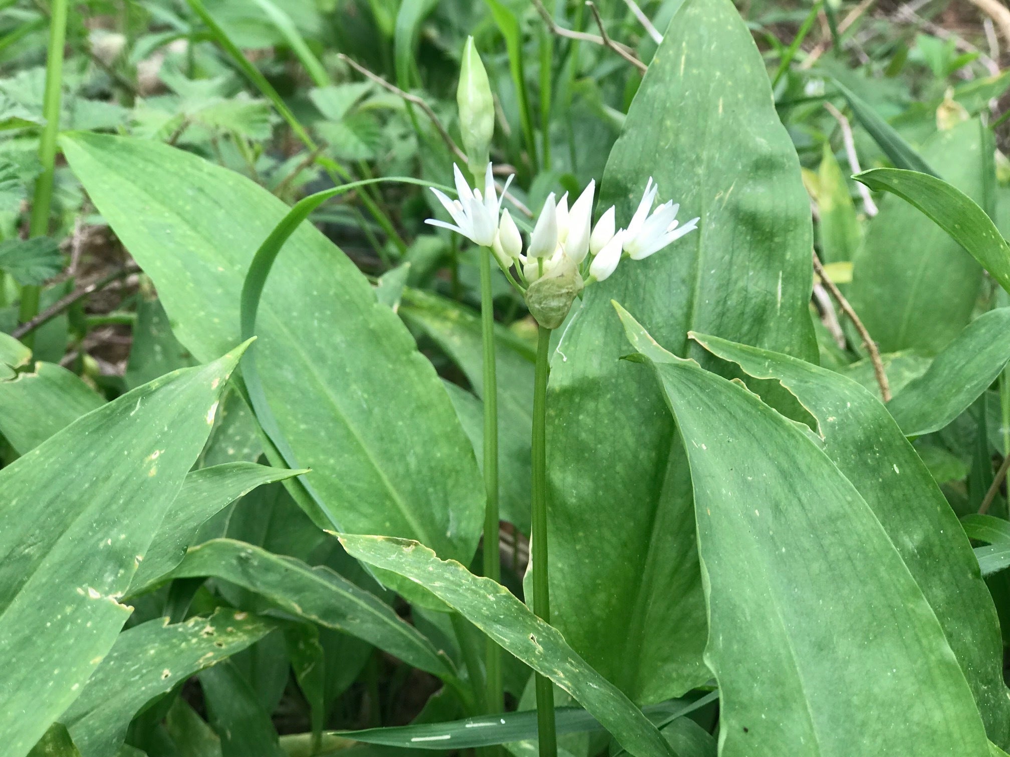 Ail des ours frais cueillette sauvage sous bois bugarach 05-18