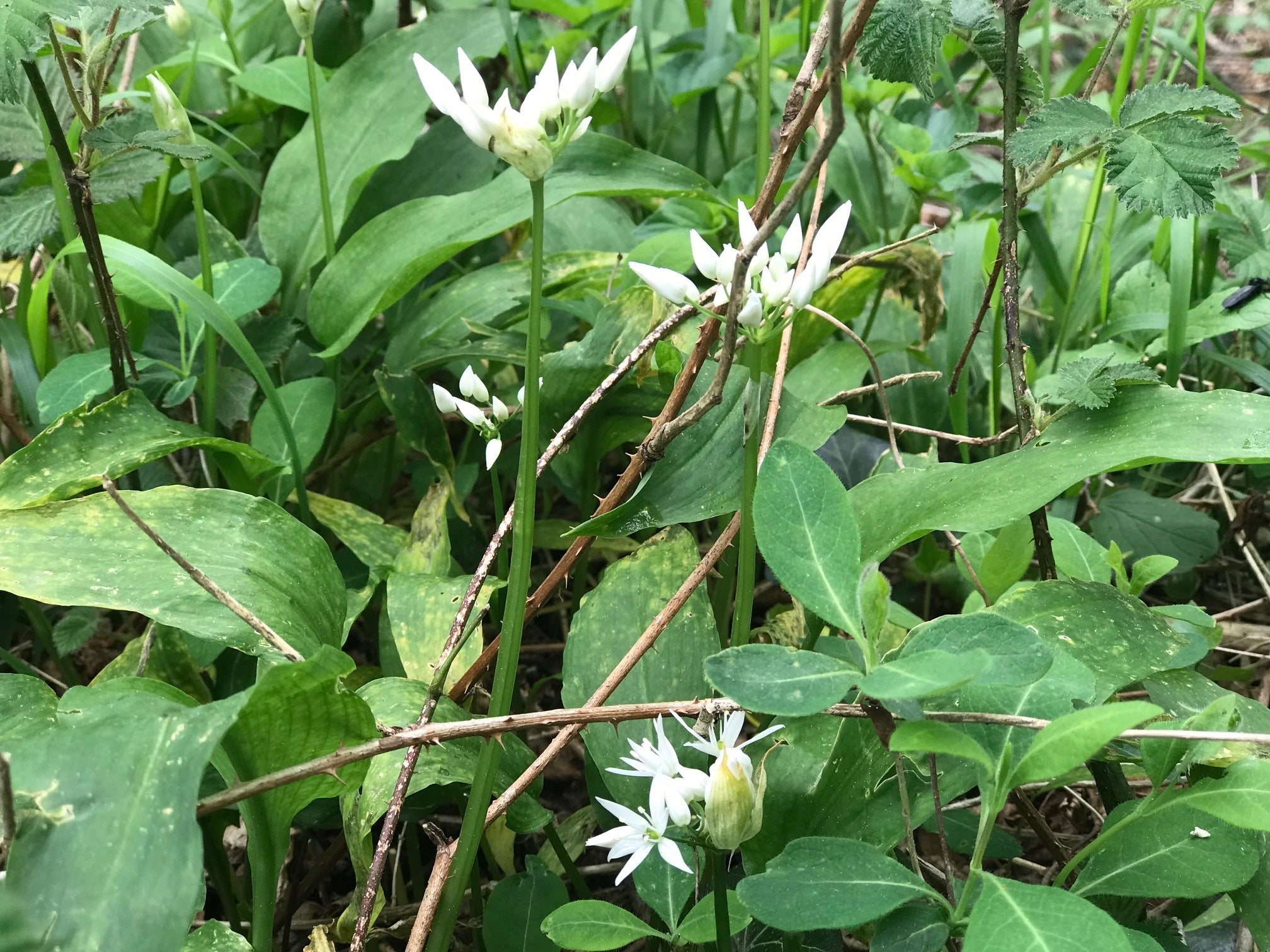 Ail des ours frais cueillette sauvage sous bois bugarach 11