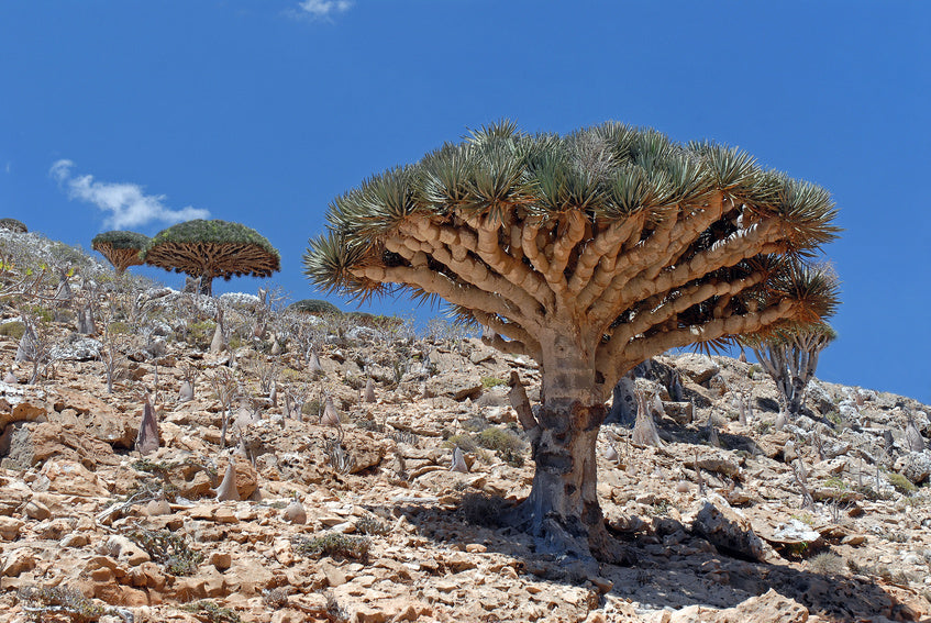 Encens pur Sang du Dragon (Arbre Dragonnier - Dragon's blood résine) - 100% naturelle