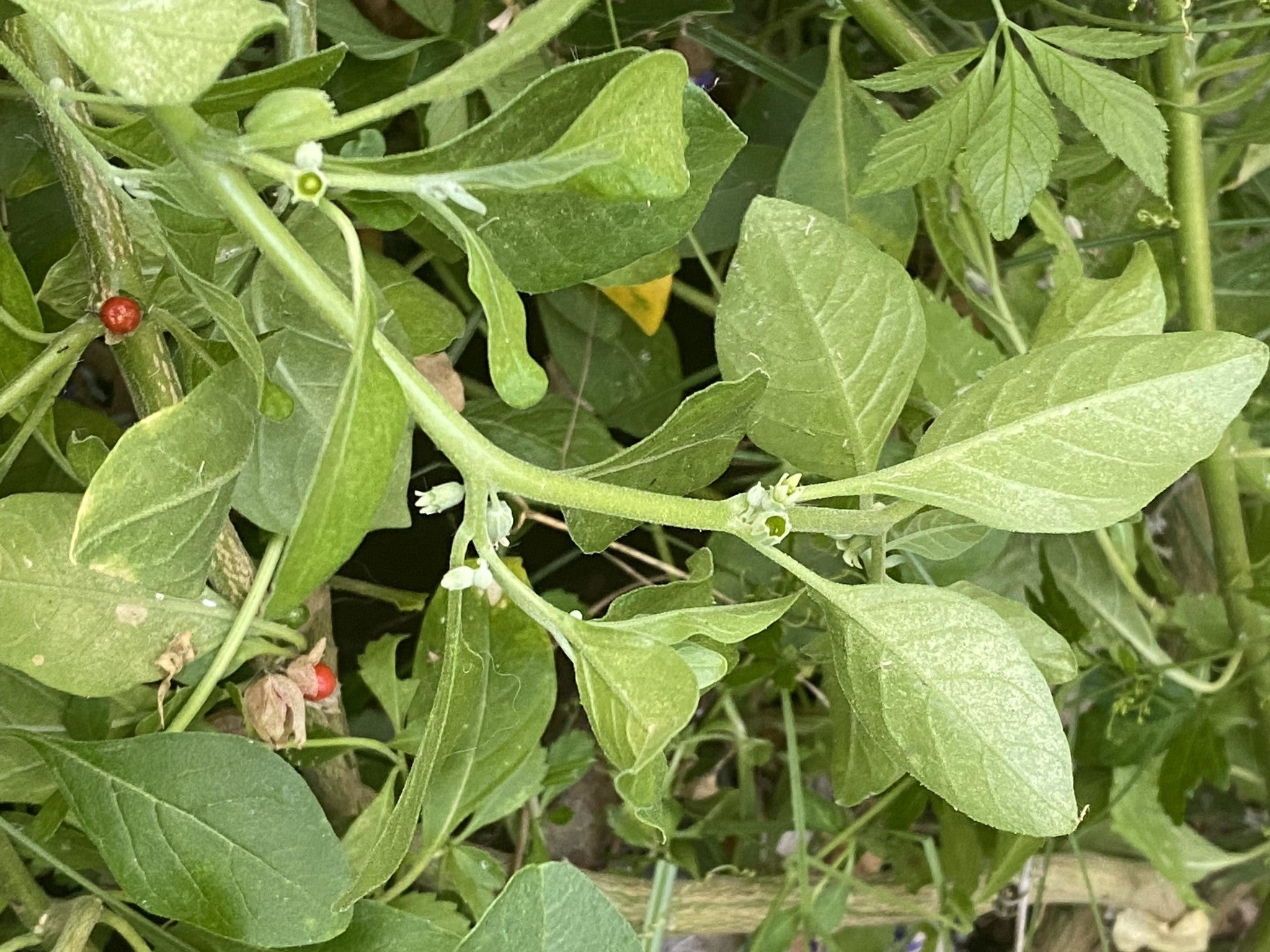 ashwagandha-plante-feuilles-fleurs-et-fruits.jpg