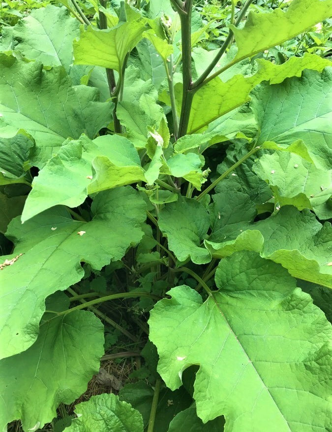 Bardane (Foix) feuilles Arctium lappa