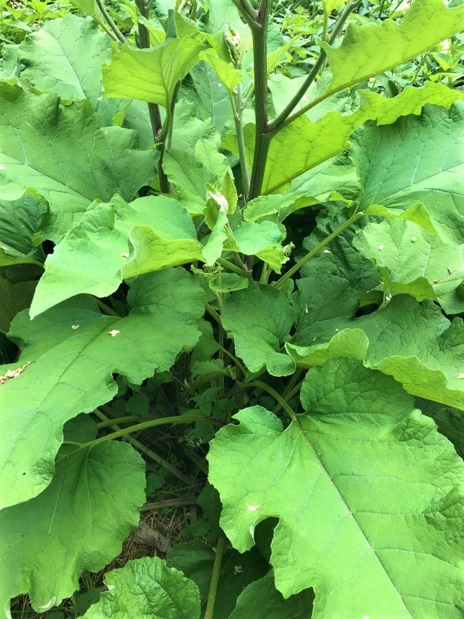 Bardane (Foix) feuilles Arctium lappa