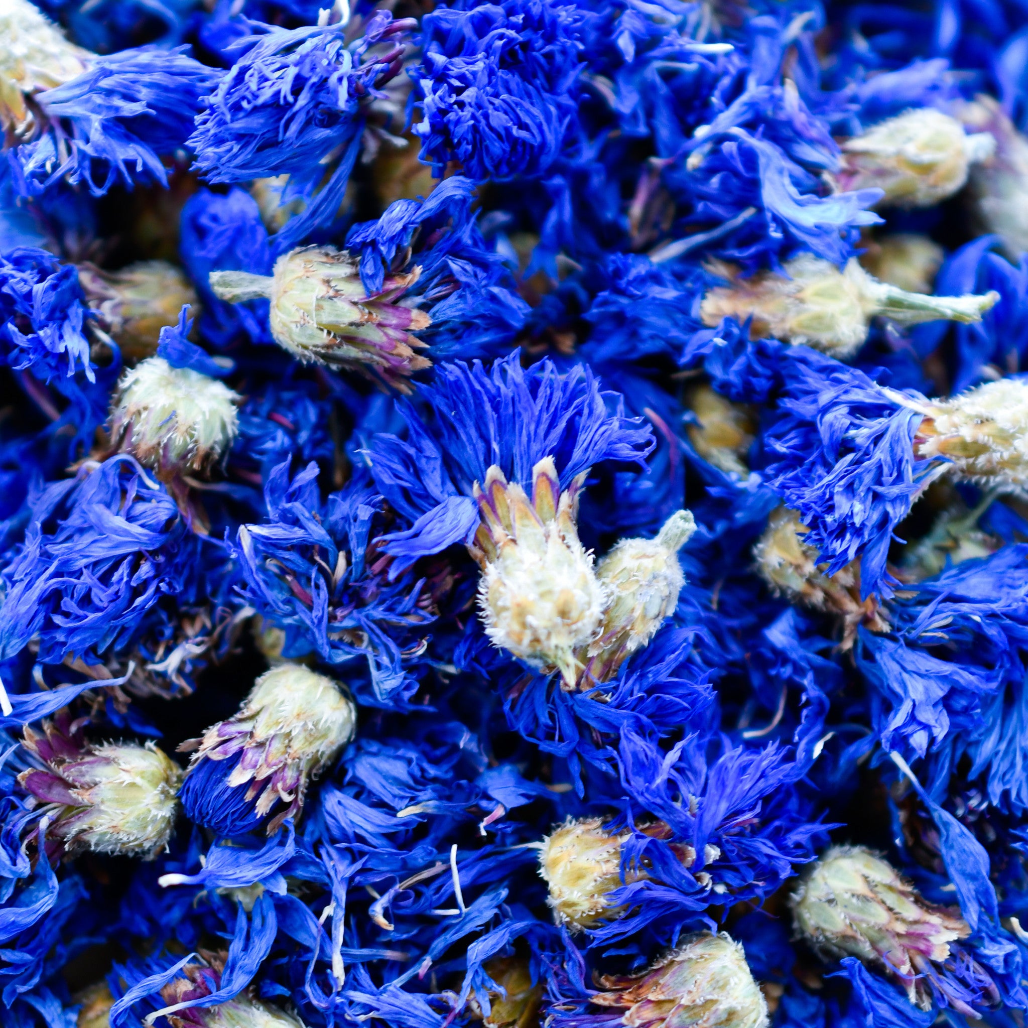 Bleuet fleurs BIO (Tisane en vrac)