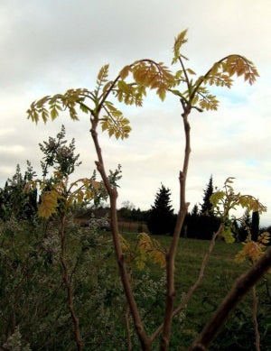 Bois de panama