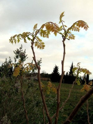 Bois de panama