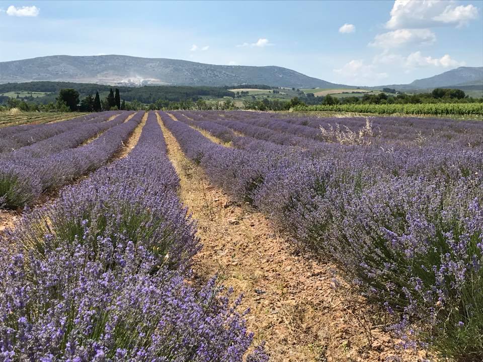 Eau florale Lavande Officinale BIO