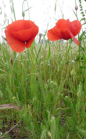 Sirop de Coquelicot de l'Étang de l'Or BIO - Sommeil