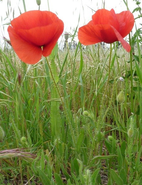 coquelicot-papaver-rhoeas-papaveracees.jpg