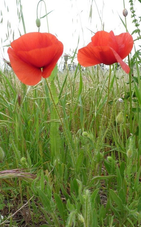 Sirop de Coquelicot de l'Étang de l'Or BIO - Sommeil