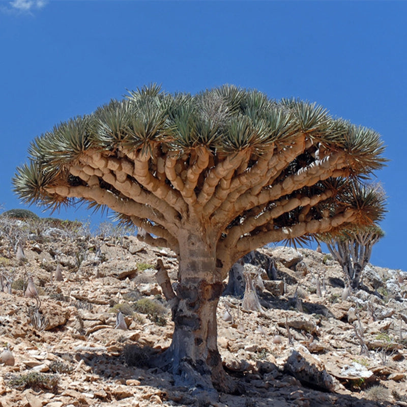 Encens pur Sang du Dragon (Arbre Dragonnier - Dragon's blood résine) - 100% naturelle