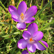 Safran Safranal (Gélules)