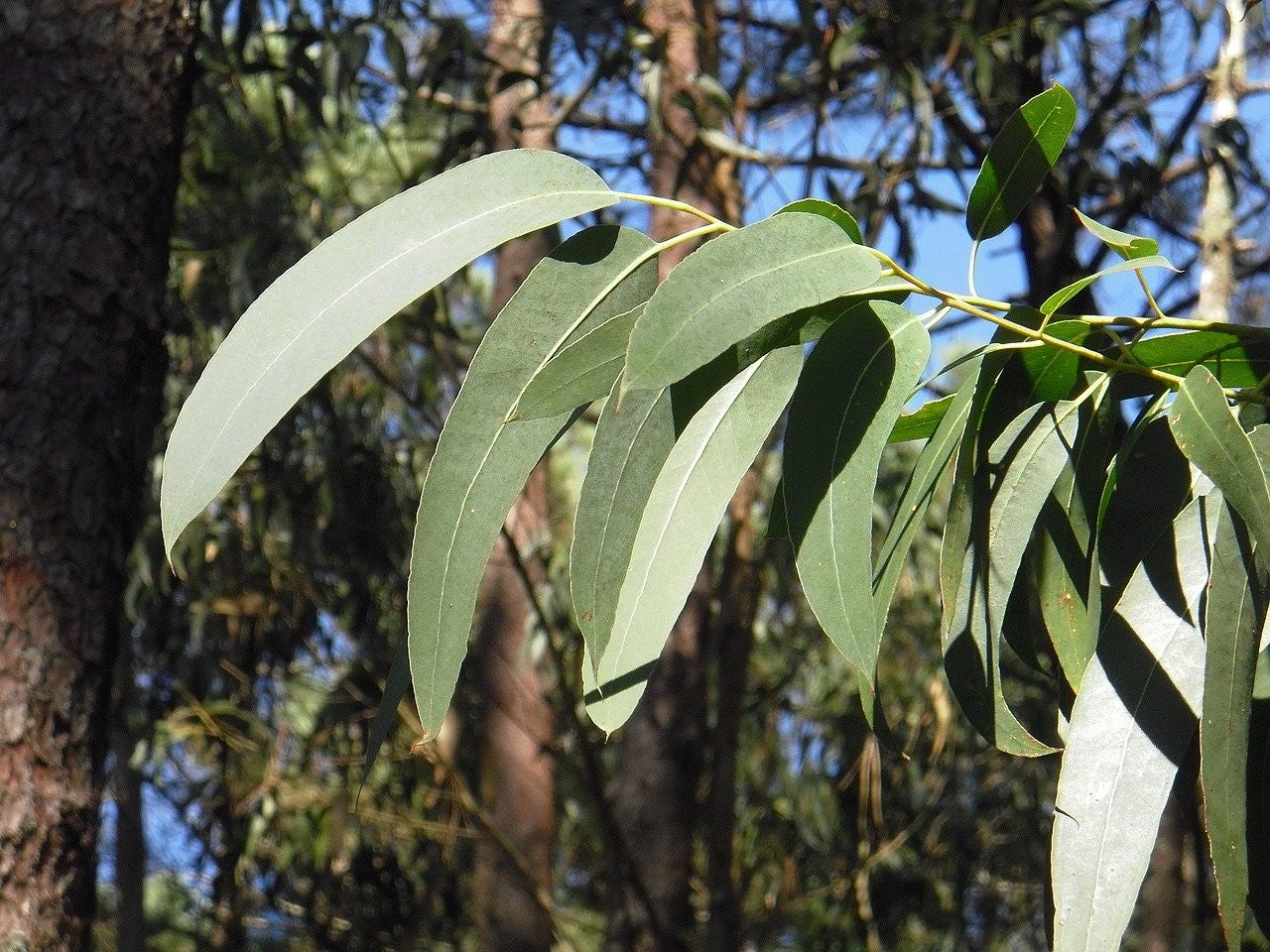 eucalyptus-globulus.jpg