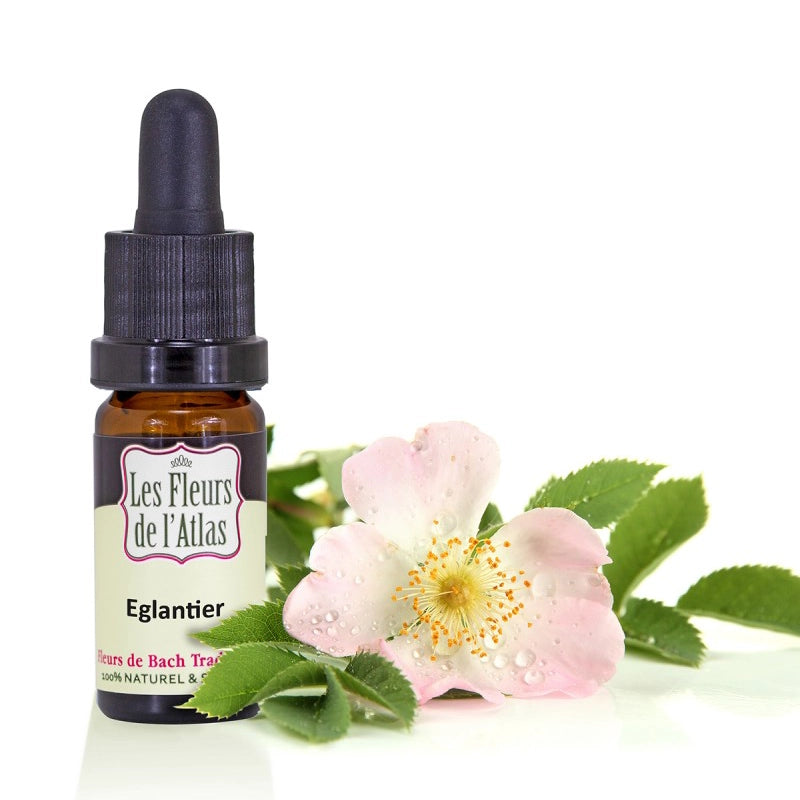 Eglantier Wild Rose Fleur de l'Atlas