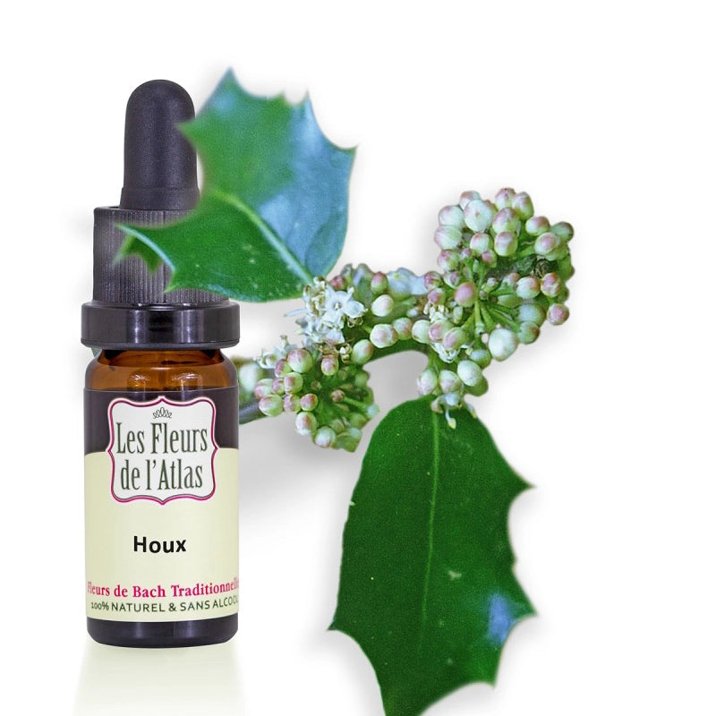 Houx Holly Fleur de l'Atlas