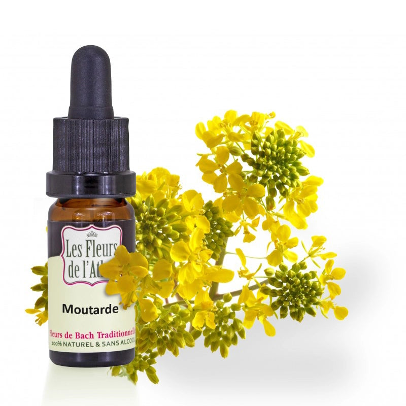 Moutarde Mustard Fleur de l'Atlas