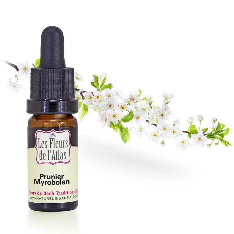 Prunier (Myrobolan) Cherry plum Fleur de l'Atlas