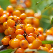 Huile précieuse visage