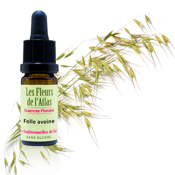 Folle Avoine Wild Oat Fleur de l'Atlas