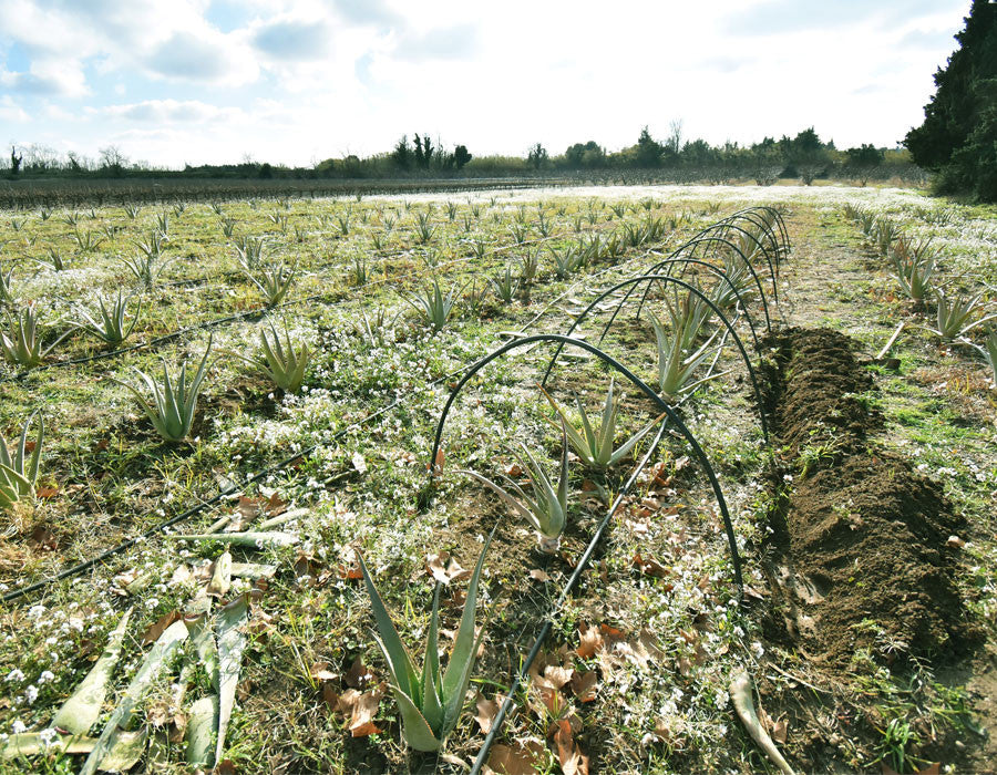 herboristerie-moderne-aloe-vera-espira-site.jpg