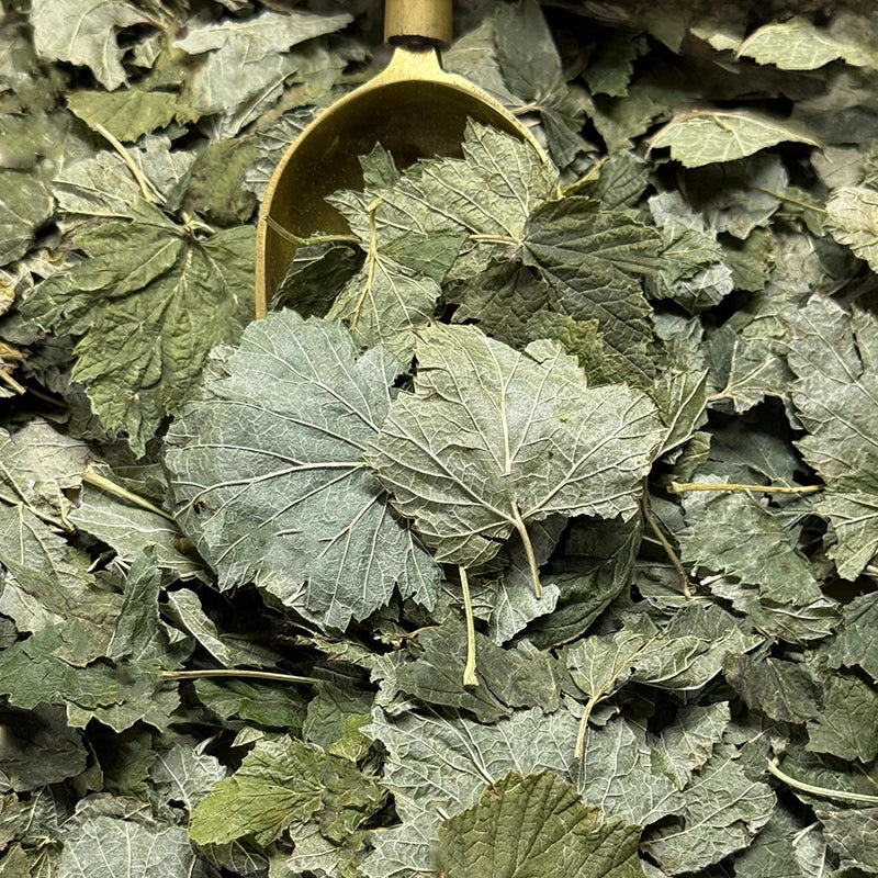 Herboristerie Moderne CASSIS feuilles BIO (Tisane en vrac)