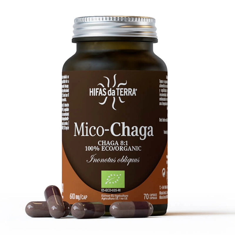 hifas-de-terra-champignons-mico-chaga-2.webp